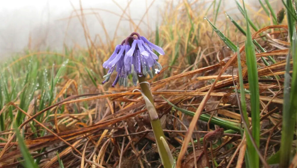 North Korea Focus: Traveling. Heloniopsis Tubiflora Fus in DMZ