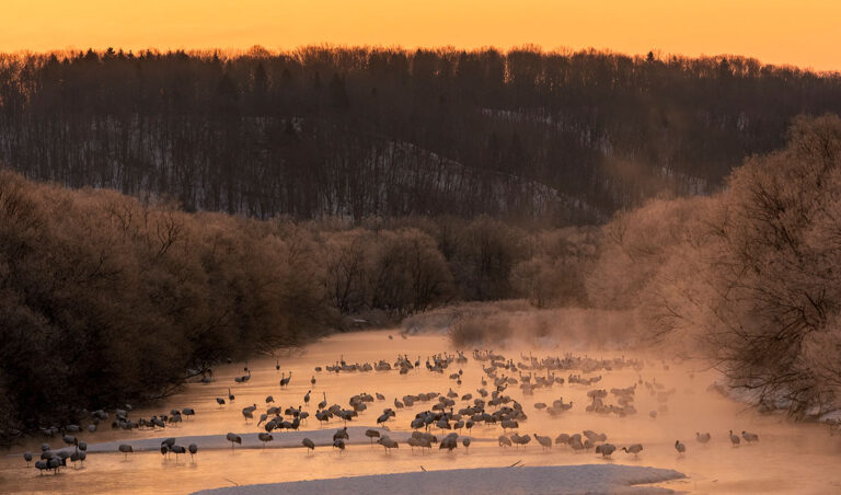 North and South Korea are joining forces to protect one of the planet's most endangered bird species, the red-crowned cranes. (Christian Sanchez)