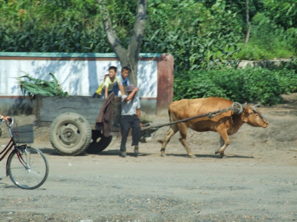 North Korea. Every day life struggle. North Korean Forced Labor.