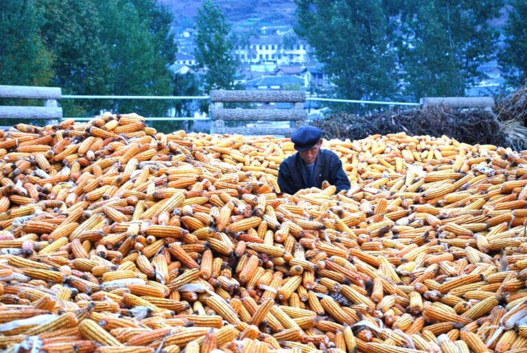 North Korea. Every day life struggle. Farmers.